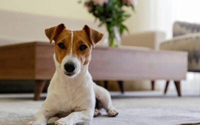 Is My Dog Covered?  Understanding Pet Coverage in Home Insurance